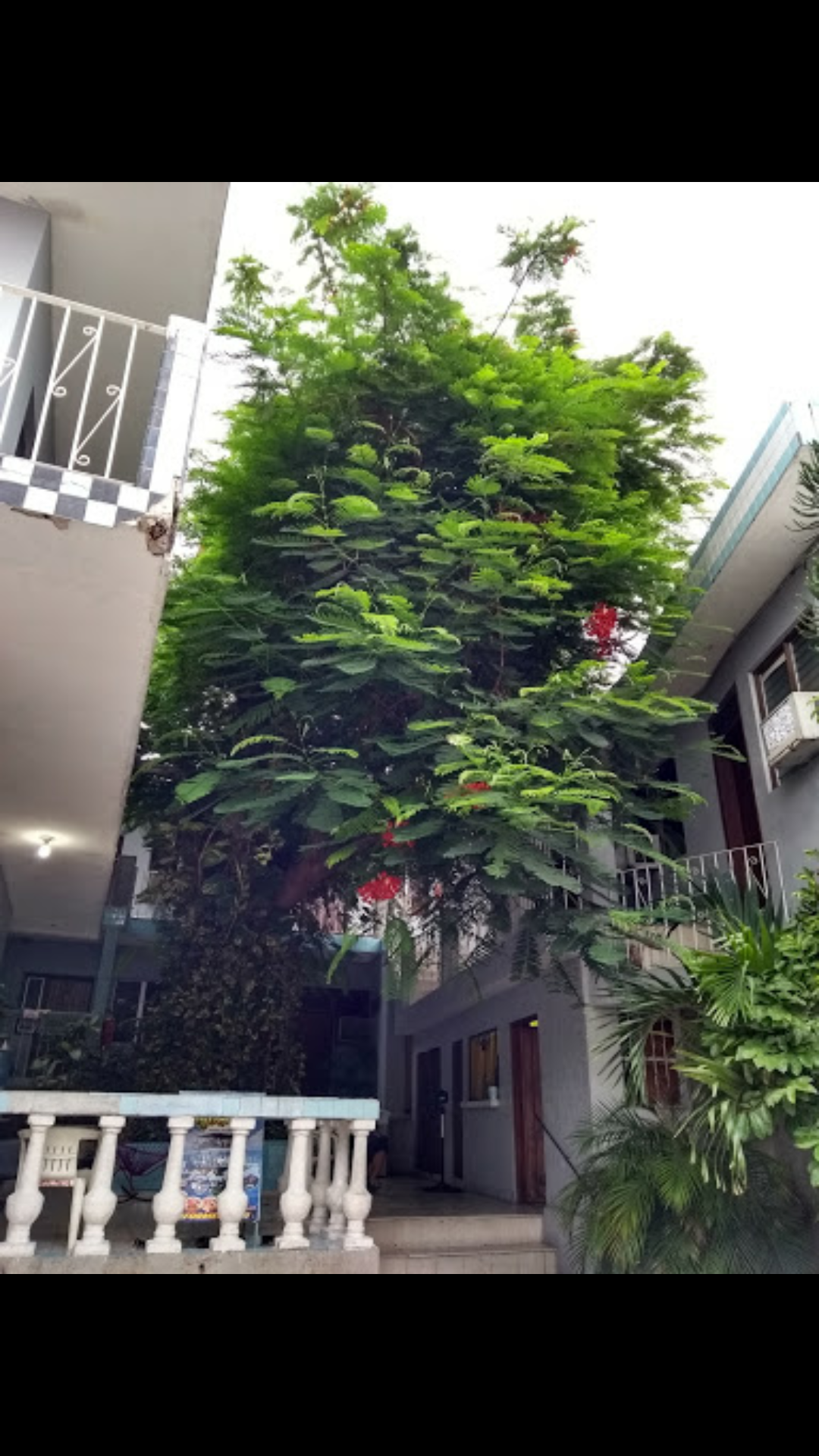 Hotel Maya